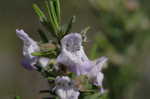 False rosemary